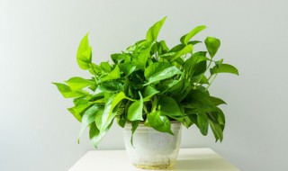 绿萝怎么放好看 绿萝怎么放置