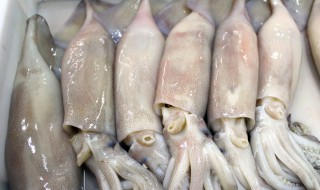 乌贼怎么炒（乌贼怎么炒不会老）