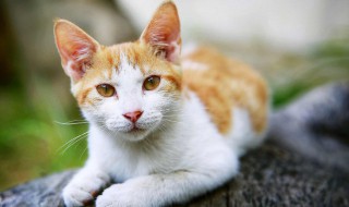 猫咪绝育后不吃不喝怎么办 绝育后猫猫不吃不喝