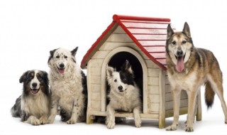 柴犬咬人怎么训练 柴犬喜欢咬人怎么教育