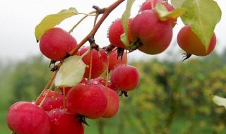 海棠海怎么泡酒（海棠泡酒喝有什么用）