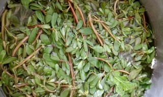 马齿苋怎么泡酒 马齿苋泡酒有什么功效