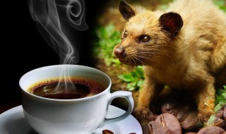 猫屎咖啡粉怎么泡简易 猫屎咖啡粉末怎么冲泡