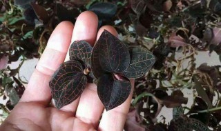 金线莲的储存方法 金线莲的保存方法