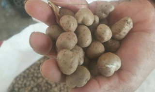 山药豆的储存方法（山药豆怎么保鲜）