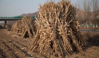 玉米秸秆储存方法（玉米秸秆储存方法怎么做）