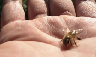 蜜蜂有螨虫怎么处理（蜜蜂螨害严重如何处理）