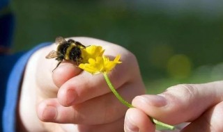 蜜蜂蛰了红肿怎么办 蜜蜂蛰到红肿怎么办