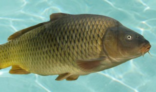 鲤鱼的储存方法 鲤鱼的保存方法