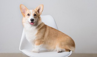 小孩被狗咬了怎么办 小孩被幼狗咬了怎么办