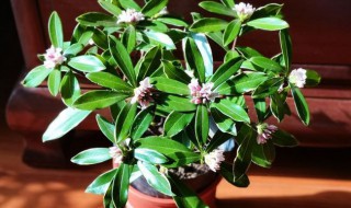 金边瑞香怎么扦插（金边瑞香花怎么扦插）