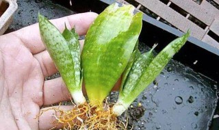 怎么扦插虎皮兰（怎么扦插虎皮兰能成活）