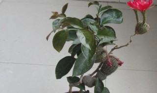 叶仙怎么扦插 叶仙叶子能扦插吗