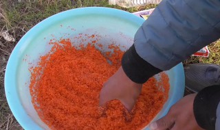 怎么泡鲫鱼窝料 小米怎么泡鲫鱼窝料