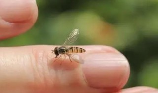 在野外被蜜蜂蛰怎么办（在野外被蜜蜂蛰了如何自救）