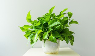 绿萝长飞虫怎么办（绿萝长了小飞虫怎么办）