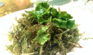 鹿角菜怎么泡发（鹿角菜泡发能放多久）