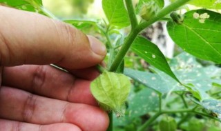 灯笼草怎么泡水喝 灯笼草泡水喝的功效及用法用量