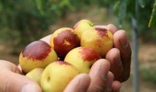 买回来的冬枣不熟怎么办 冬枣未熟怎么处理