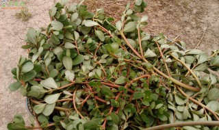 马齿苋开花结籽了还能吃吗（苋菜开花结籽可以吃吗）