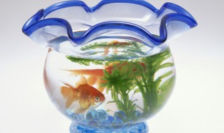 鱼缸内壁水渍怎么清理 鱼缸壁水渍怎么清除