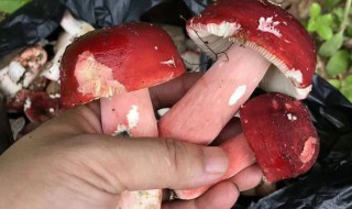 红菌子怎么炒好吃（红菌子怎么做好吃）