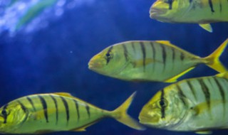 鱼半年不喂怎么饿不死（鱼几天不喂食会饿死）