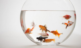 鱼眼睛发白怎么回事（鱼眼发白是怎么回事）