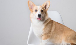 狗狗可以吃鸡蛋吗（博美狗狗可以吃鸡蛋吗）