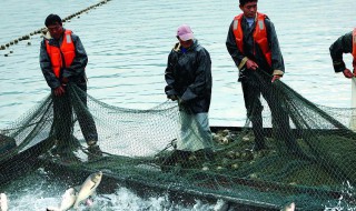 做梦梦见捞鱼是什么意思 做梦梦到在捞鱼是什么意思