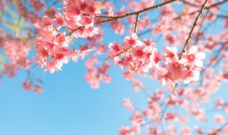 形容三月樱花的优美的句子(形容三月樱花的优美的句子短句)