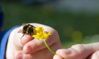 蜜蜂蛰了眼皮怎么处理（蜜蜂蛰了眼皮怎么处理掉）