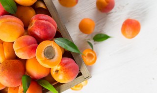 杏的储存方法（杏的储存方法有几种）