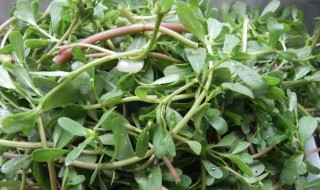 马齿苋储存方法 马齿苋储存怎么储存