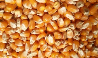 干玉米储存方法（干玉米的储存方法）