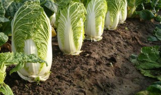 白菜冬季储存方法（白菜冬季如何储存）