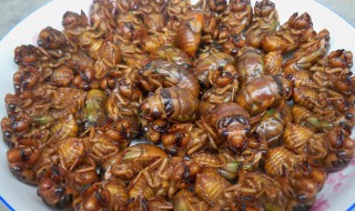 知了的储存方法 知了的保鲜方法