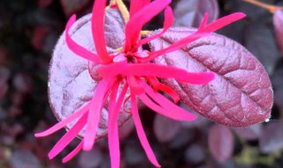 红花的储存方法（藏红花怎样保存,如何食用?）