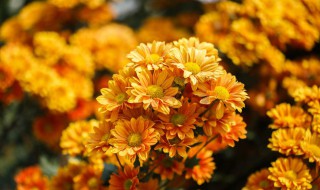 芙蓉菊煲水有什么功效（芙蓉菊煮水有什么功效）