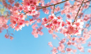 十大最漂亮的花 十大最漂亮的画怎么画