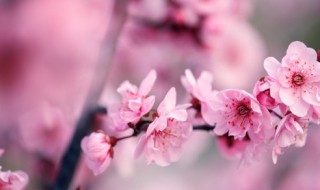 冬天十种最美的花 冬天十种最美的花树