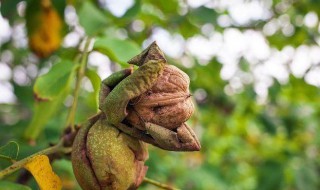 核桃皮发酵最简单的方法 核桃皮怎么熬