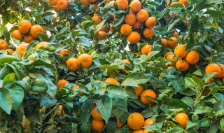 江西农村院子载什么树最好 农村院子里种什么树好