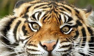 被称为画家的动物（画家是指什么动物）