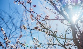 梅兰竹菊的象征意义 梅兰竹菊的象征意义分别是什么