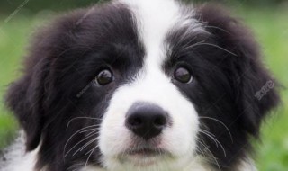 狗狗有些什么犬 狗狗都有什么犬