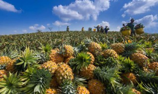 用盐水泡过的菠萝好吃吗（用盐水泡菠萝有用吗）