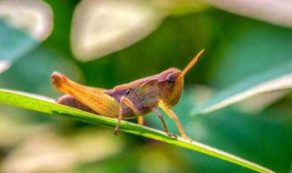 蝗虫天敌是什么 蝗虫的天敌有哪些动物