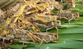 蝗虫的克星是什么（蝗灾的克星）