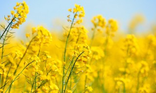 看油菜花适合发朋友圈的句子 赏油菜花花发朋友圈微信句子